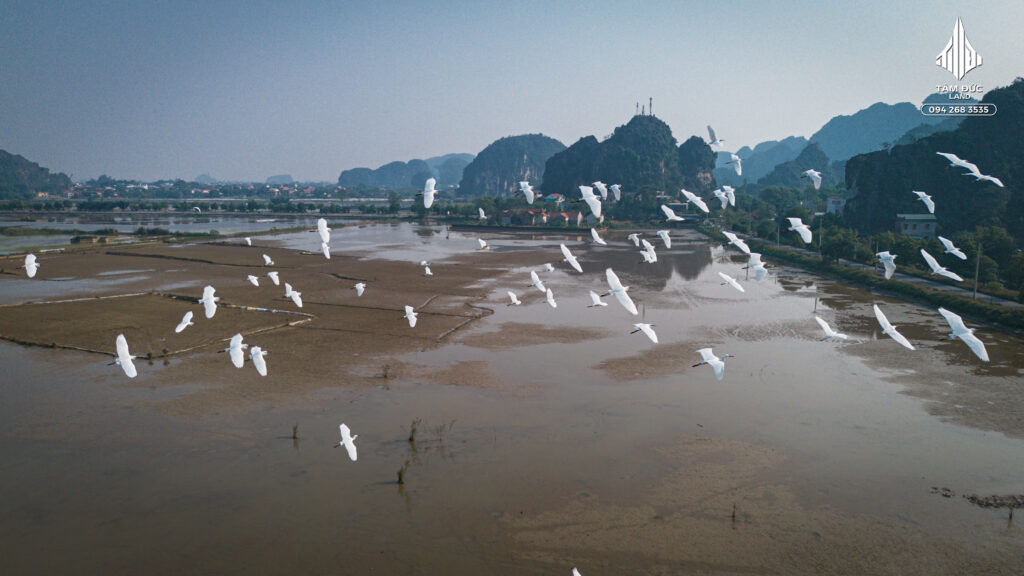 Đàn cò tại khu du lịch Tam Cốc – Giá trị thiên nhiên tạo lợi thế cho bất động sản homestay 1 DJI 0753