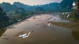 Đàn cò tại khu du lịch Tam Cốc – Giá trị thiên nhiên tạo lợi thế cho bất động sản homestay 2 DJI 0785